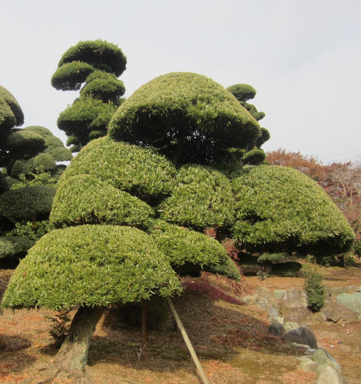 Podocarpus 12
