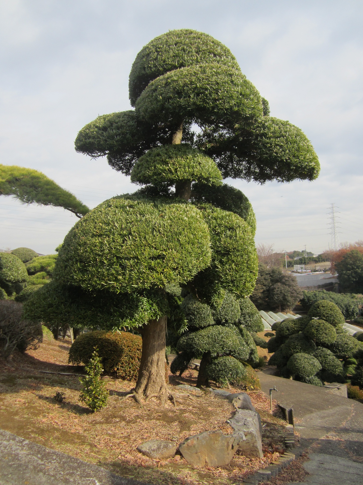 Podocarpus 4