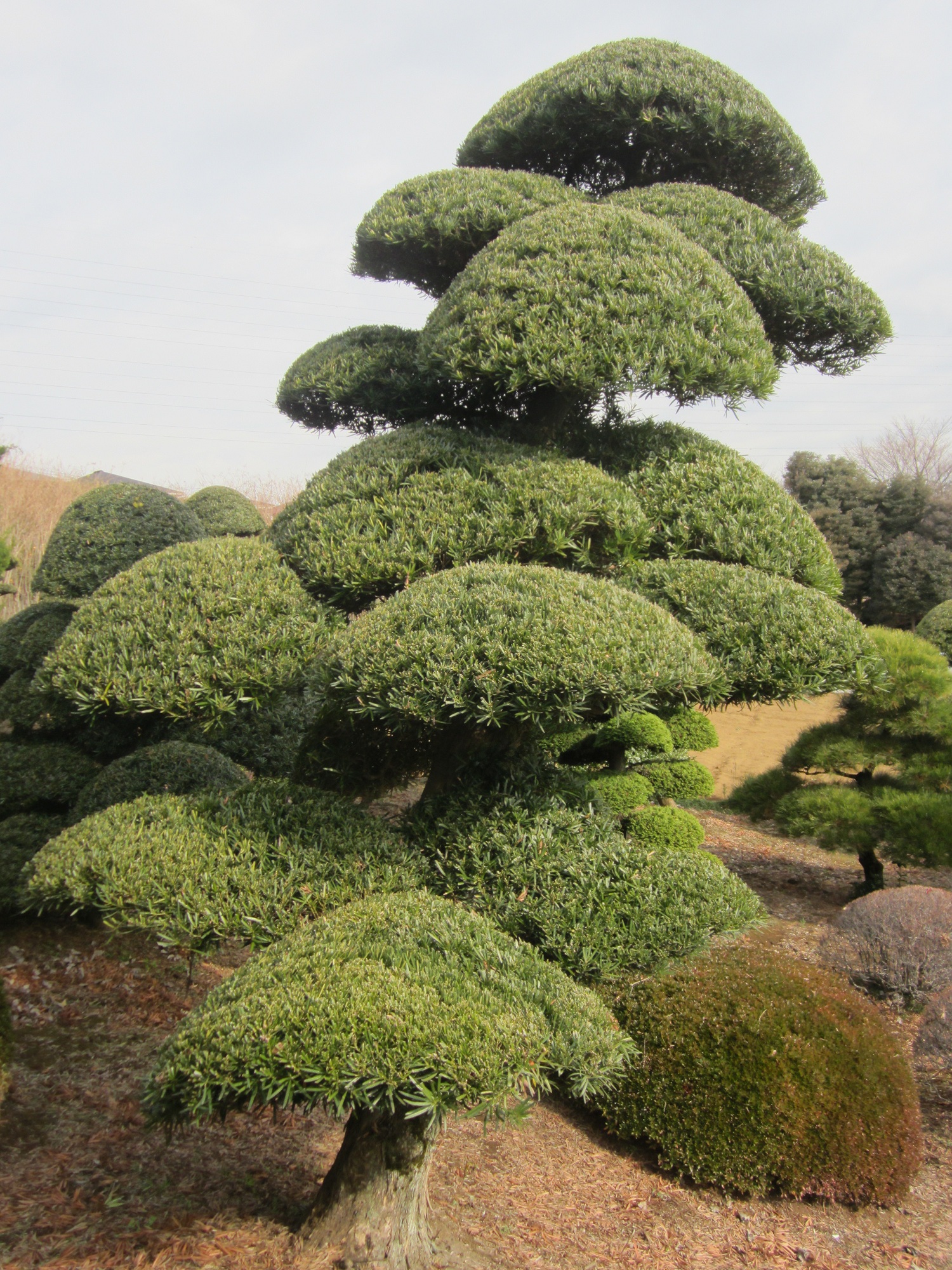 Podocarpus 6