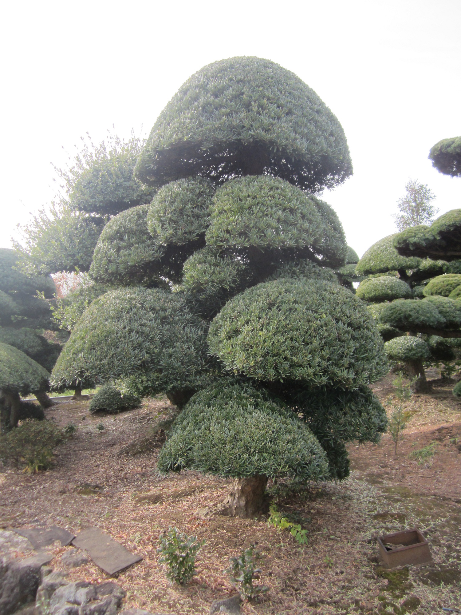 Podocarpus 8