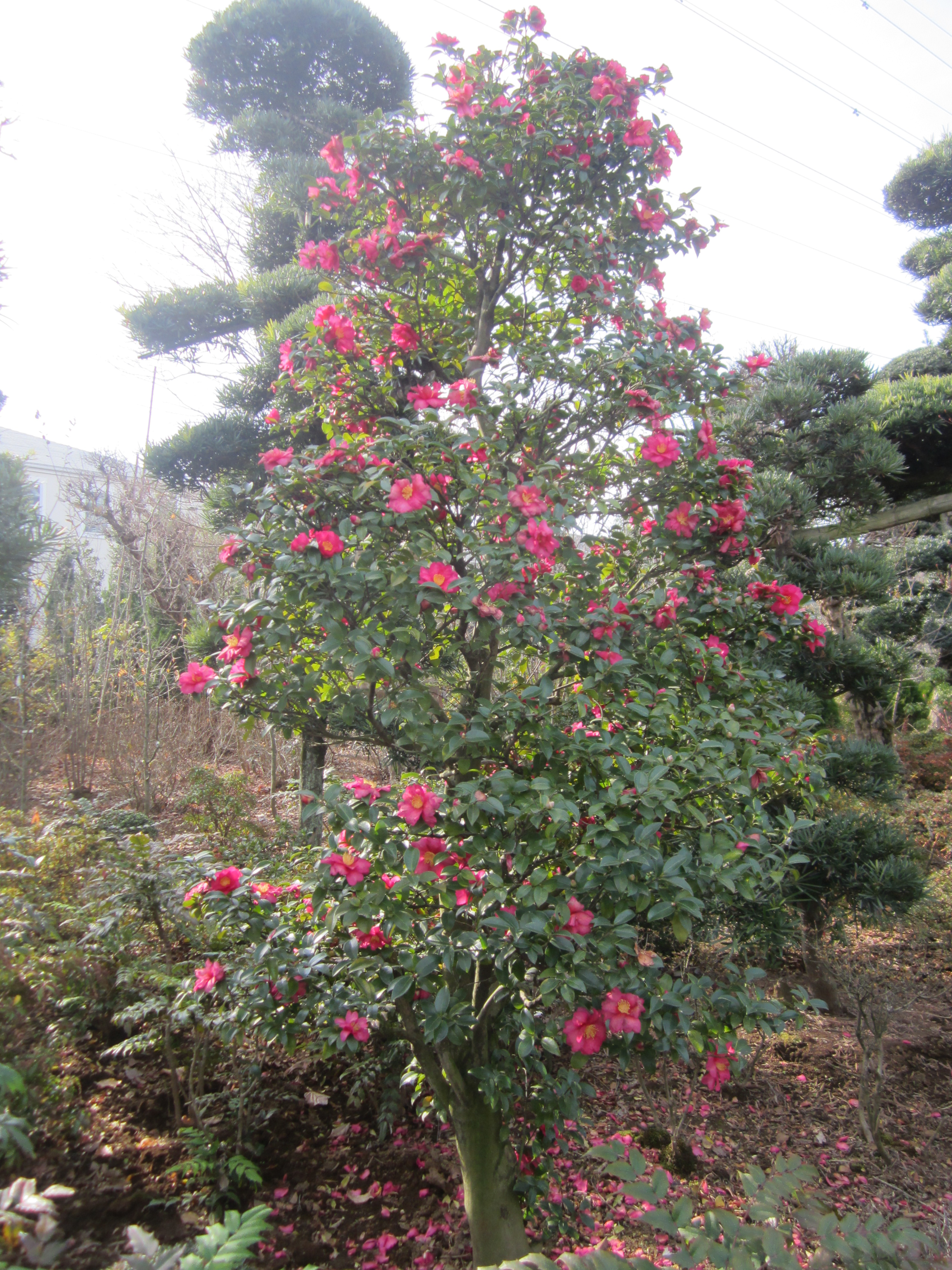 Other Plants 1