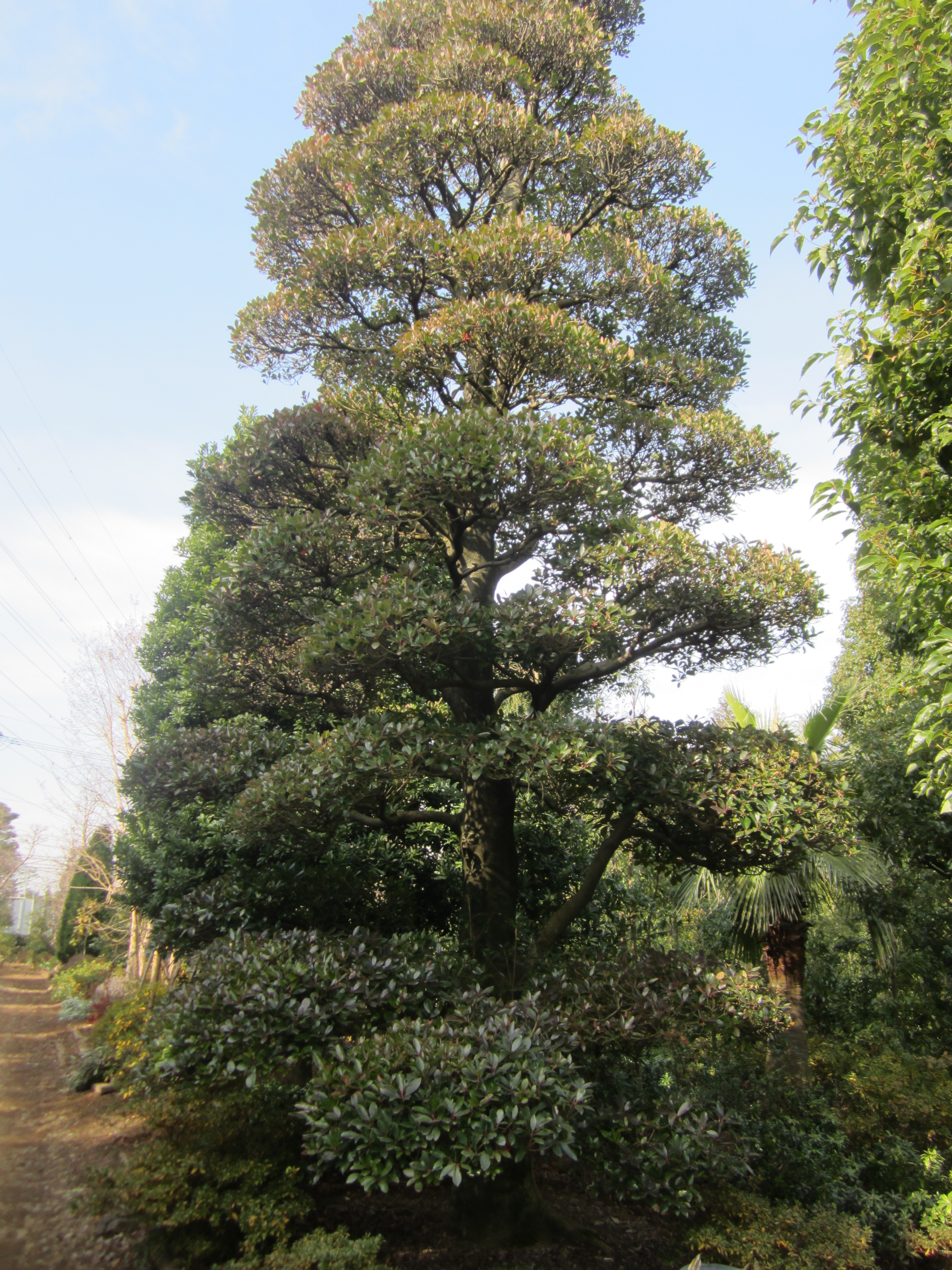 その他植物 2