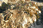 新段ボール