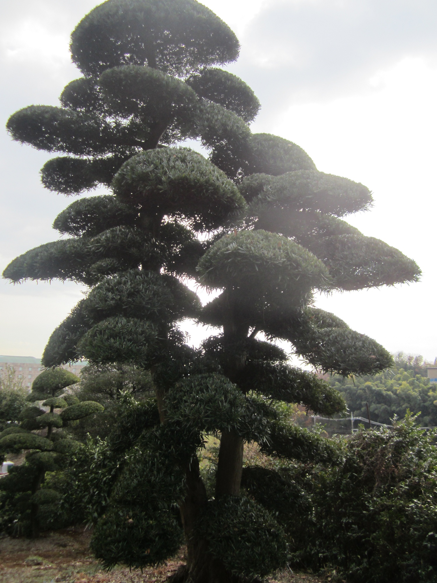 羅漢松 1